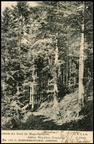 3. Το δάσος τού Μεγάλου Σπηλαίου (η κάρτα είναι ταχυδρομημένη το 1903)